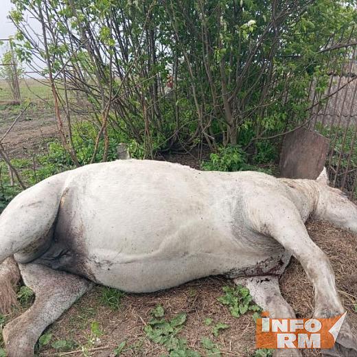 У фермера в Мордовии застрелили лошадь