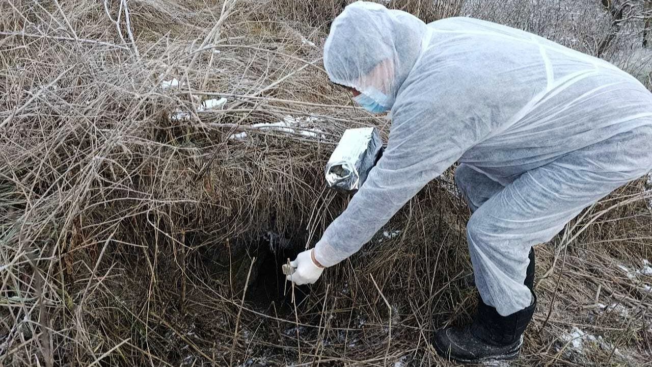 В Мордовии завершается вакцинация диких животных против бешенства