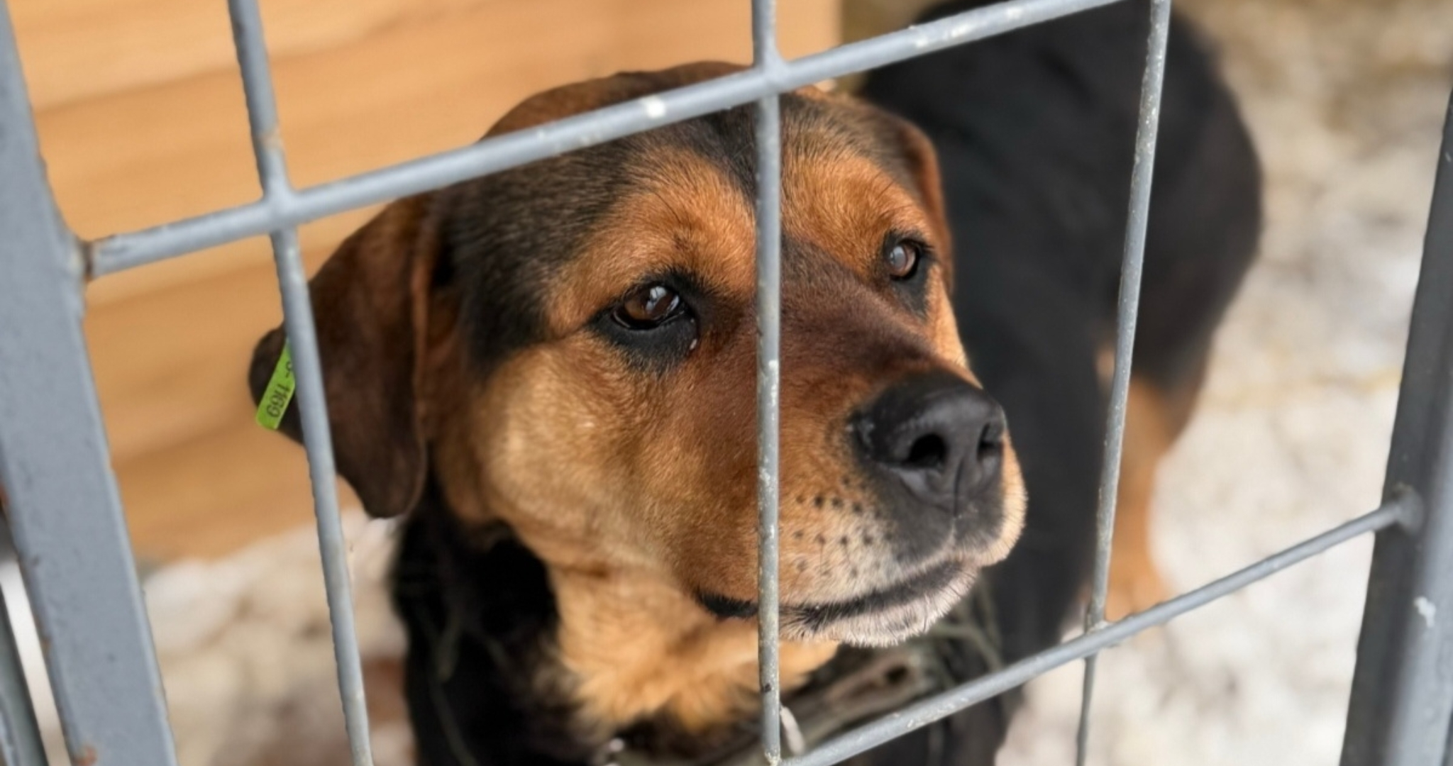 Дети в Мордовии помогли приюту для собак 