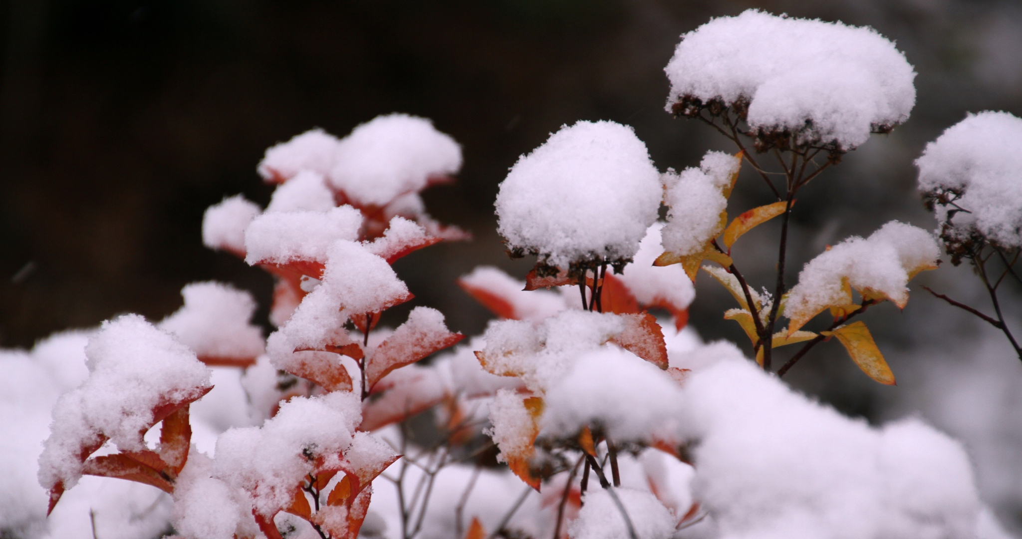 Гидрометцентр предупреждает о приближении ветров и мокрого снега 