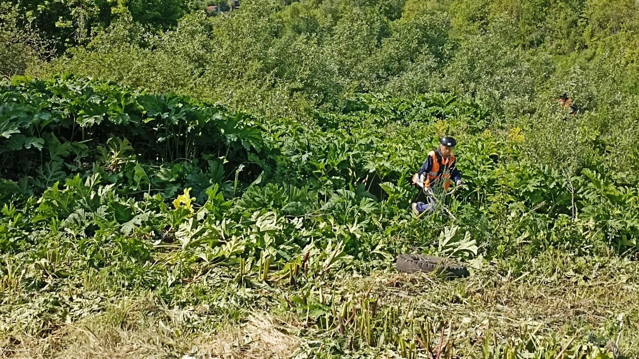 В Саранске уничтожают борщевик В Саранске уничтожают борщевик