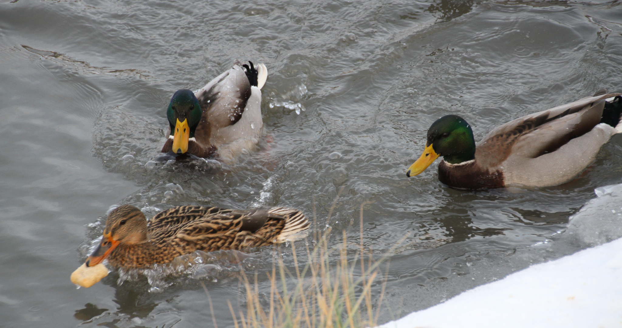 Уток в Саранске пересчитают и накормят 