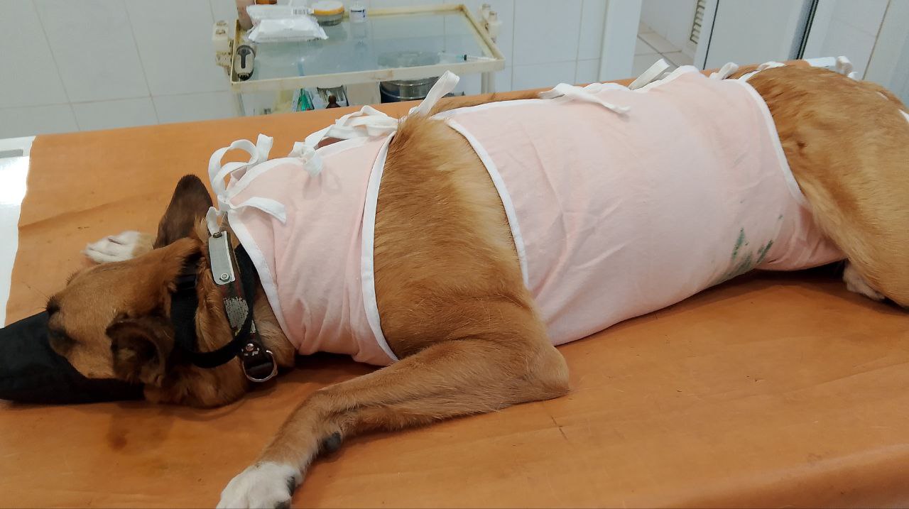 Ветеринары Мордовии в новогодние каникулы будут принимать пациентов