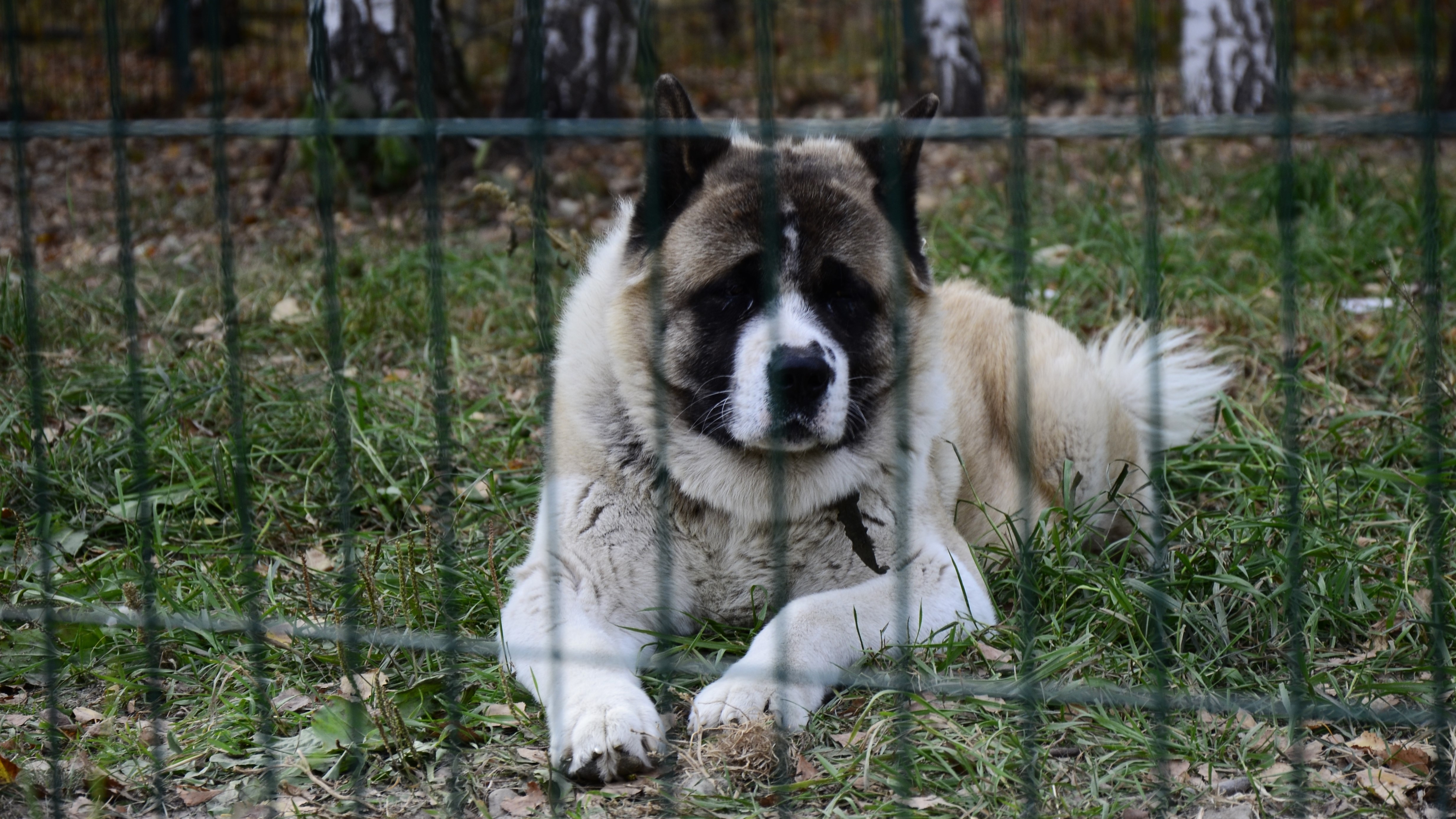 В Мордовии хозяева собаки выплатят компенсацию покусанной соседке