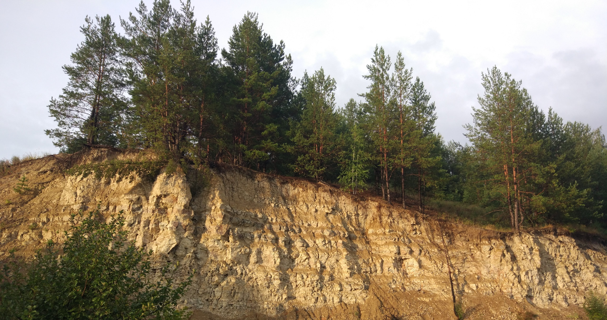 В лесах Мордовии пересчитали плохие и уже умершие деревья 