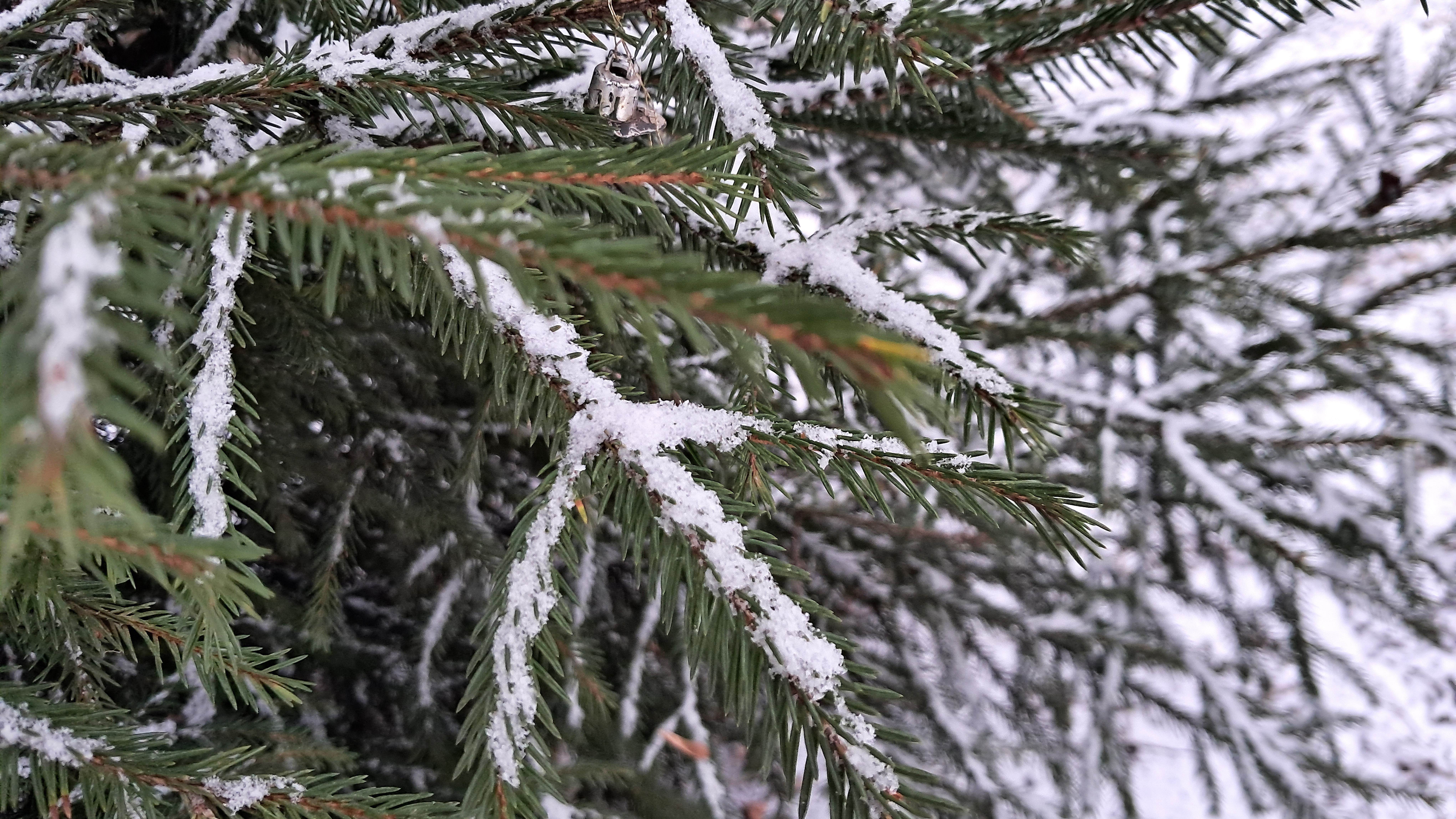 В Мордовии подвели итоги операции «Ель»