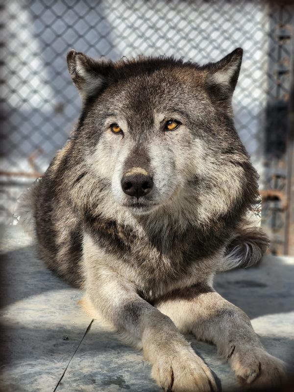 Москвичам в Саранском зоопарке полюбился канадский волк, а уфимцам – шетлендские пони
