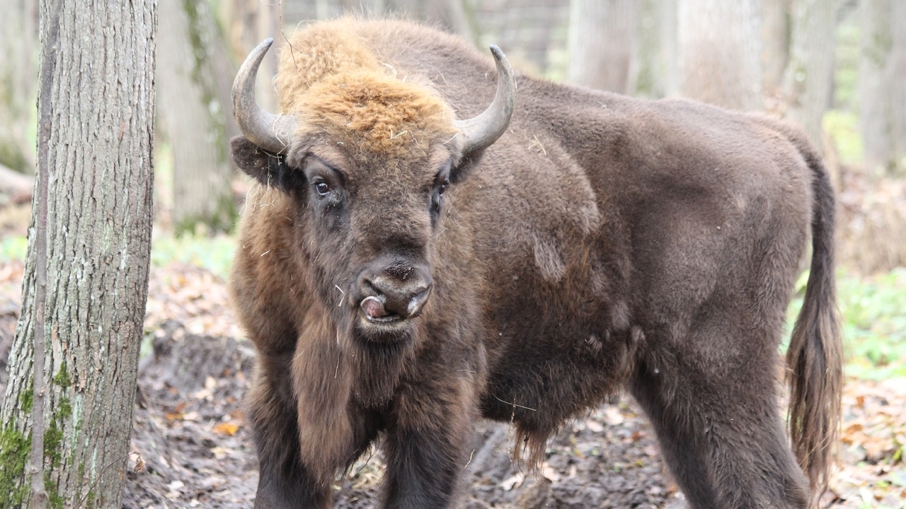 В Мордовский заповедник доставили ещё четверых зубров 