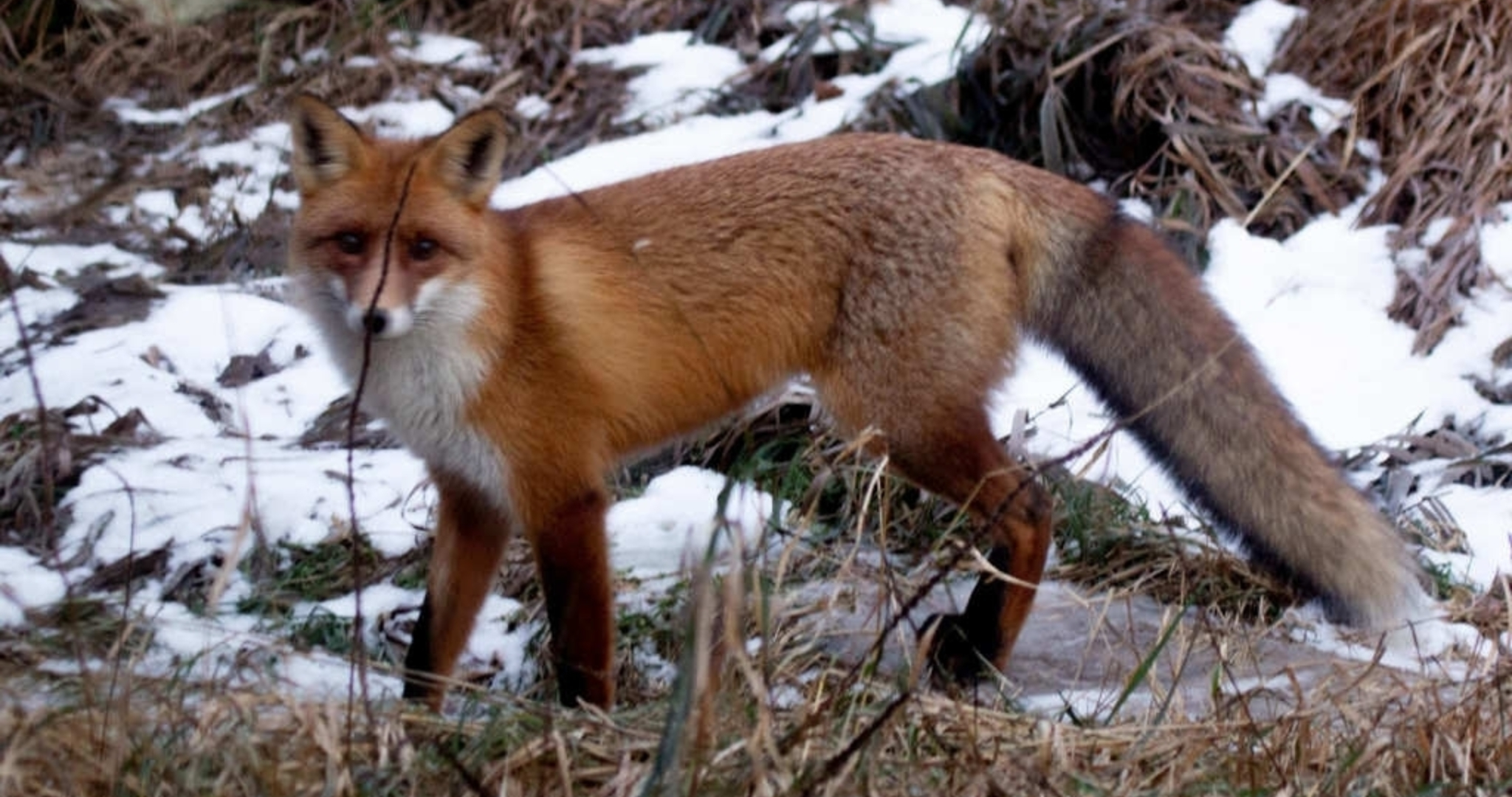 В Саранске снова объявилась лиса 