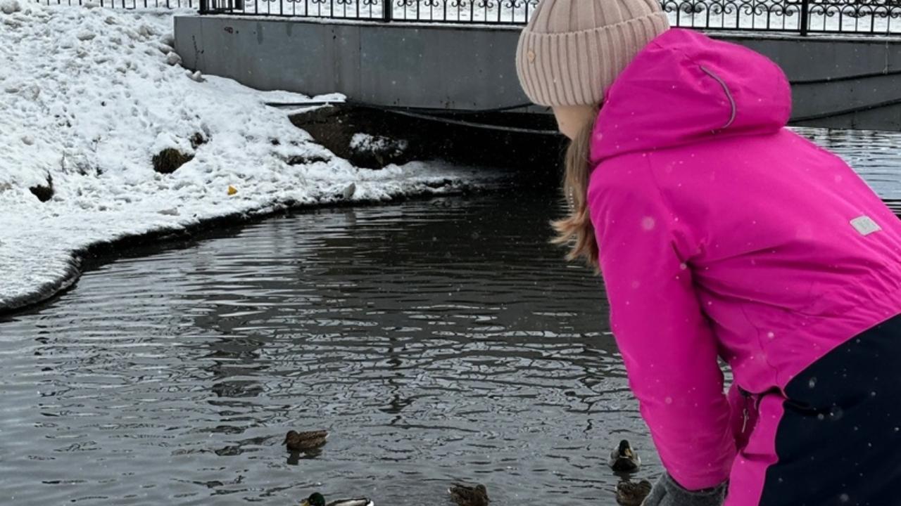 Почти 400 уток зимуют на Саранке Почти 400 уток зимуют на Саранке