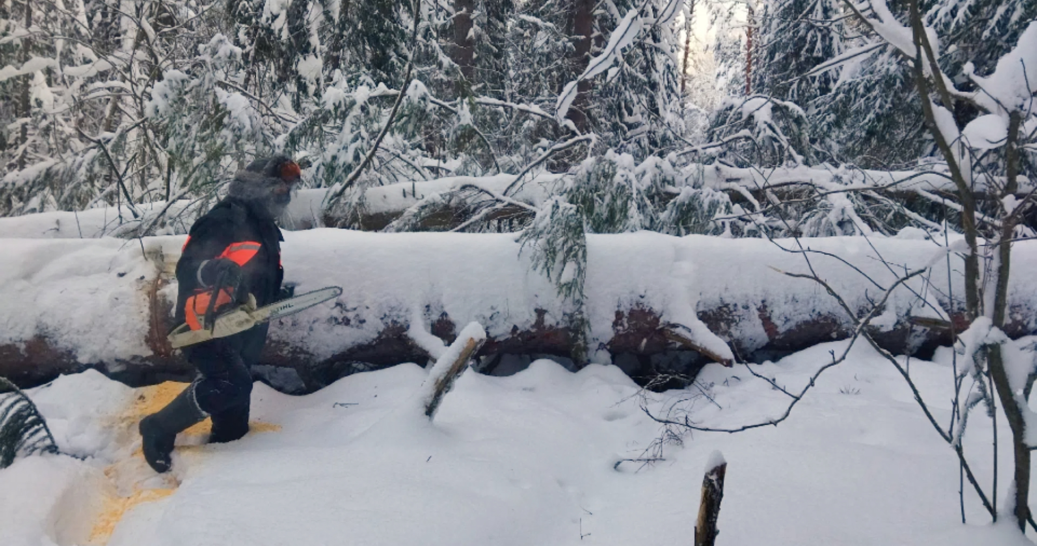 Дороги и просеки в Мордовском заповеднике очистили от завалов деревьев 