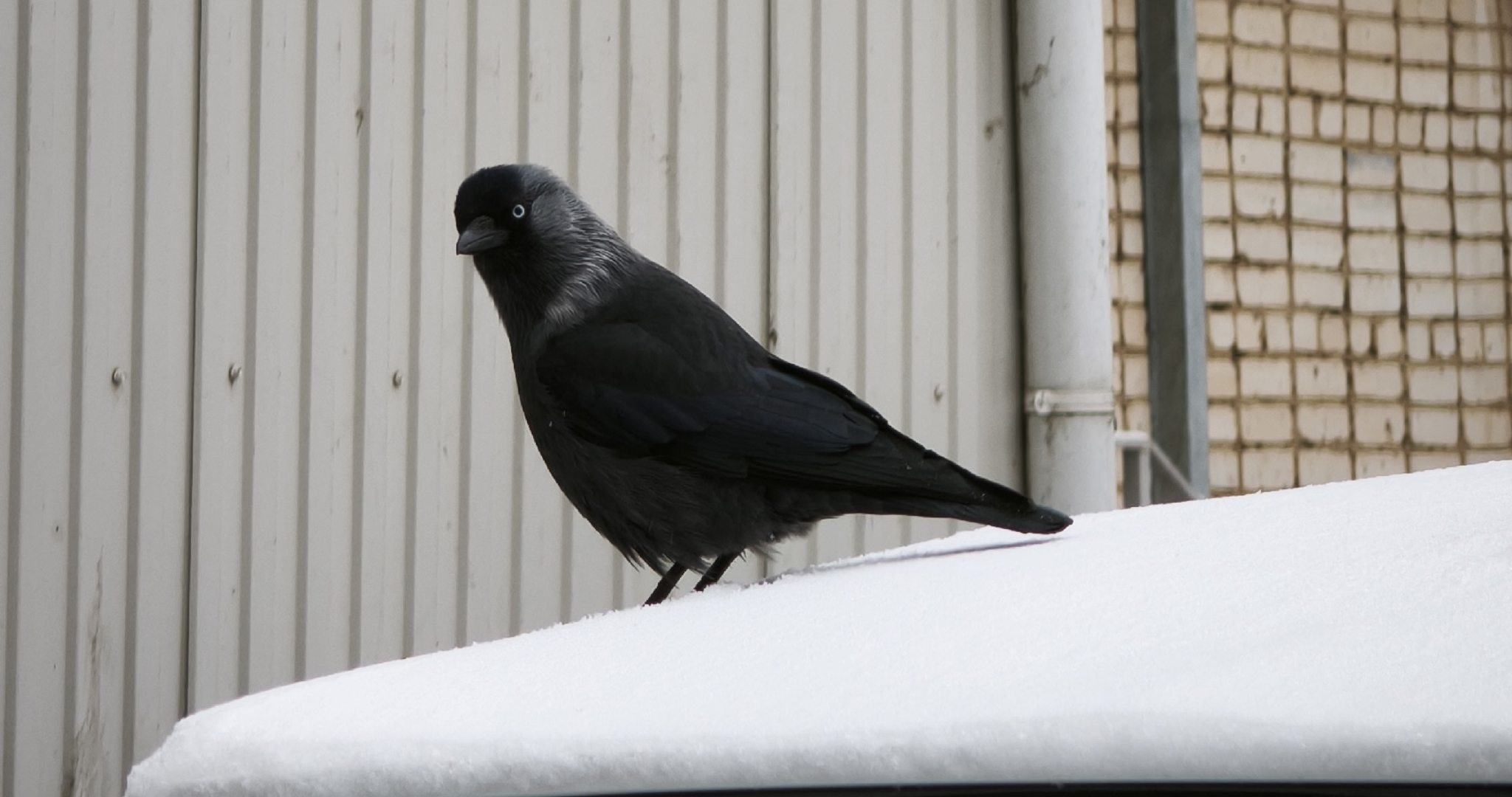 Из-за снегопада в Саранске ограничат движение транспорта 