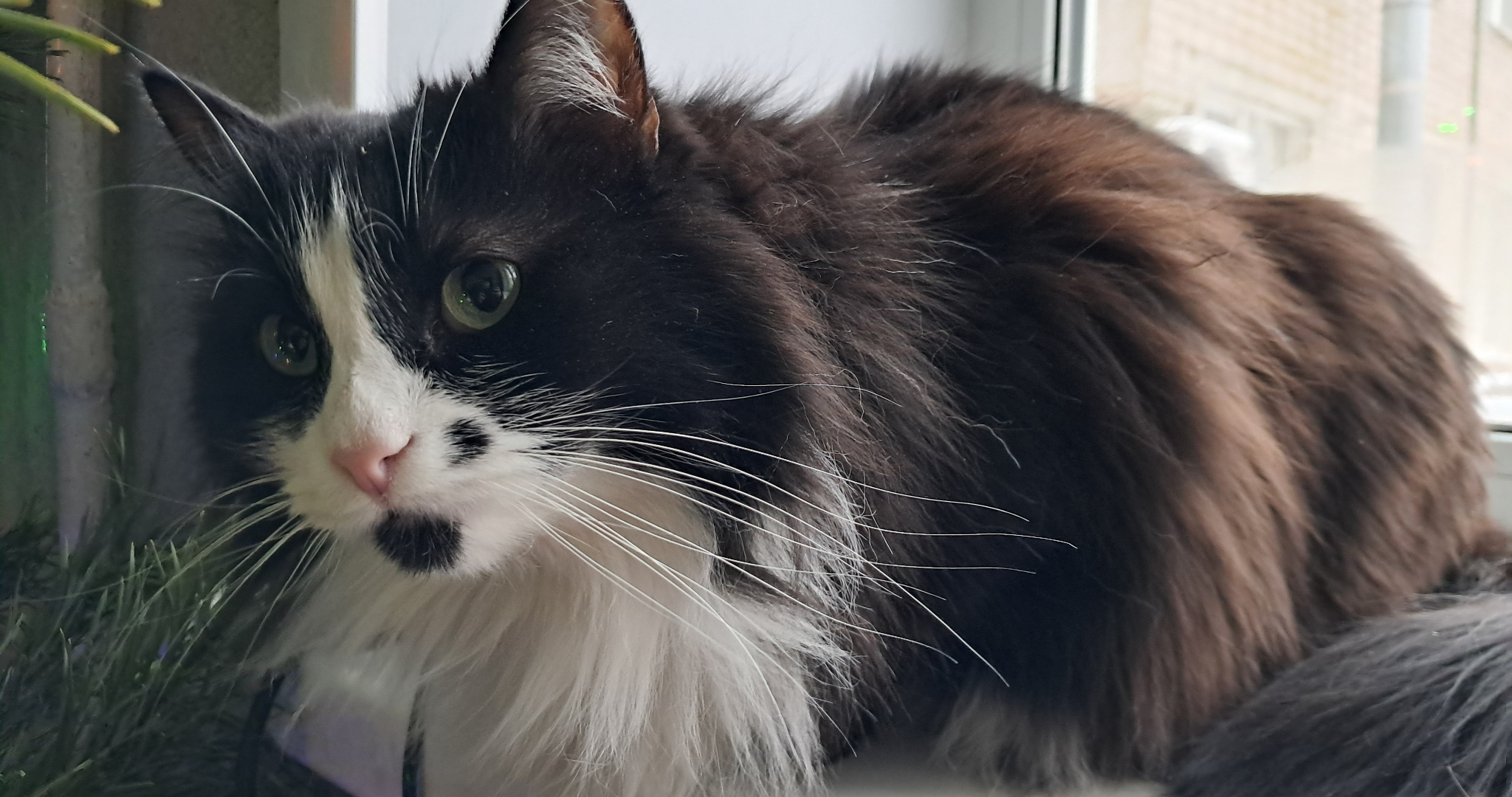 Тысячи кошек и собак потеряются в эти новогодние праздники 