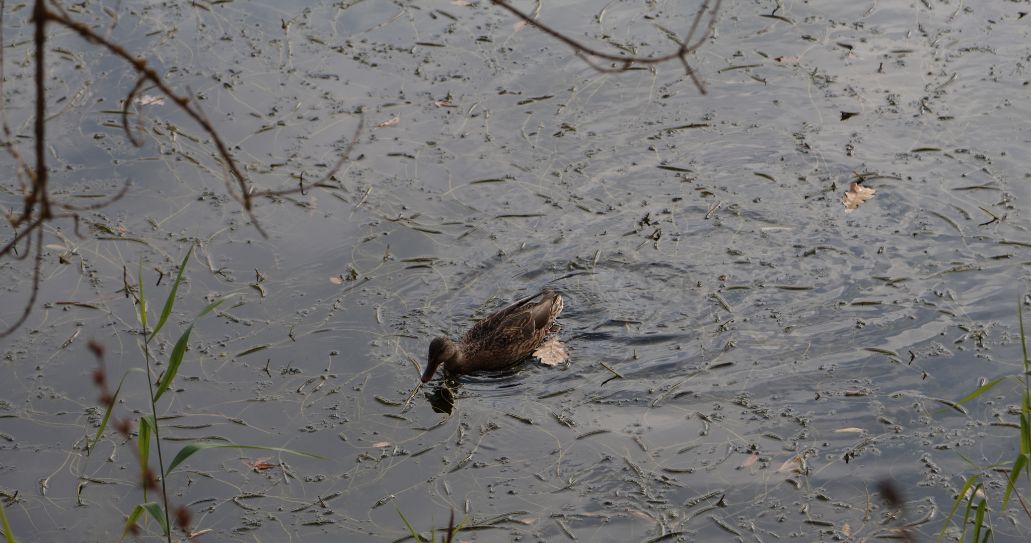 Синоптик рассказал о погоде в начале декабря 
