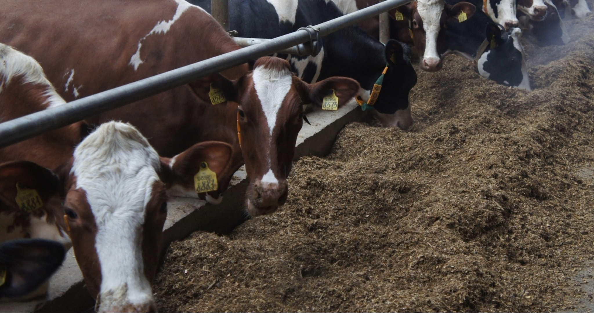 В Мордовии нашли ещё одну фантомную ферму с коровами 