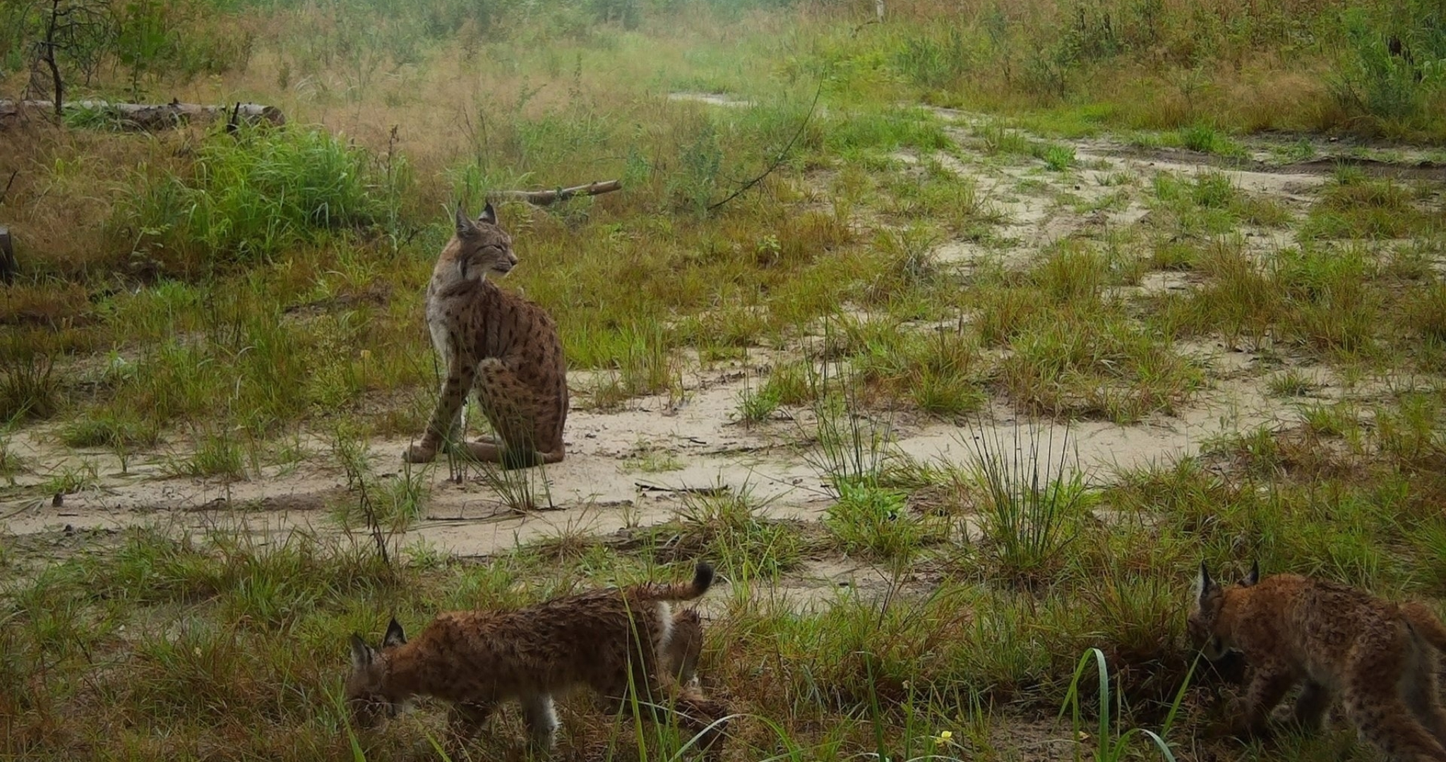 Рысь в Мордовском заповеднике отметилась на 17 локациях 