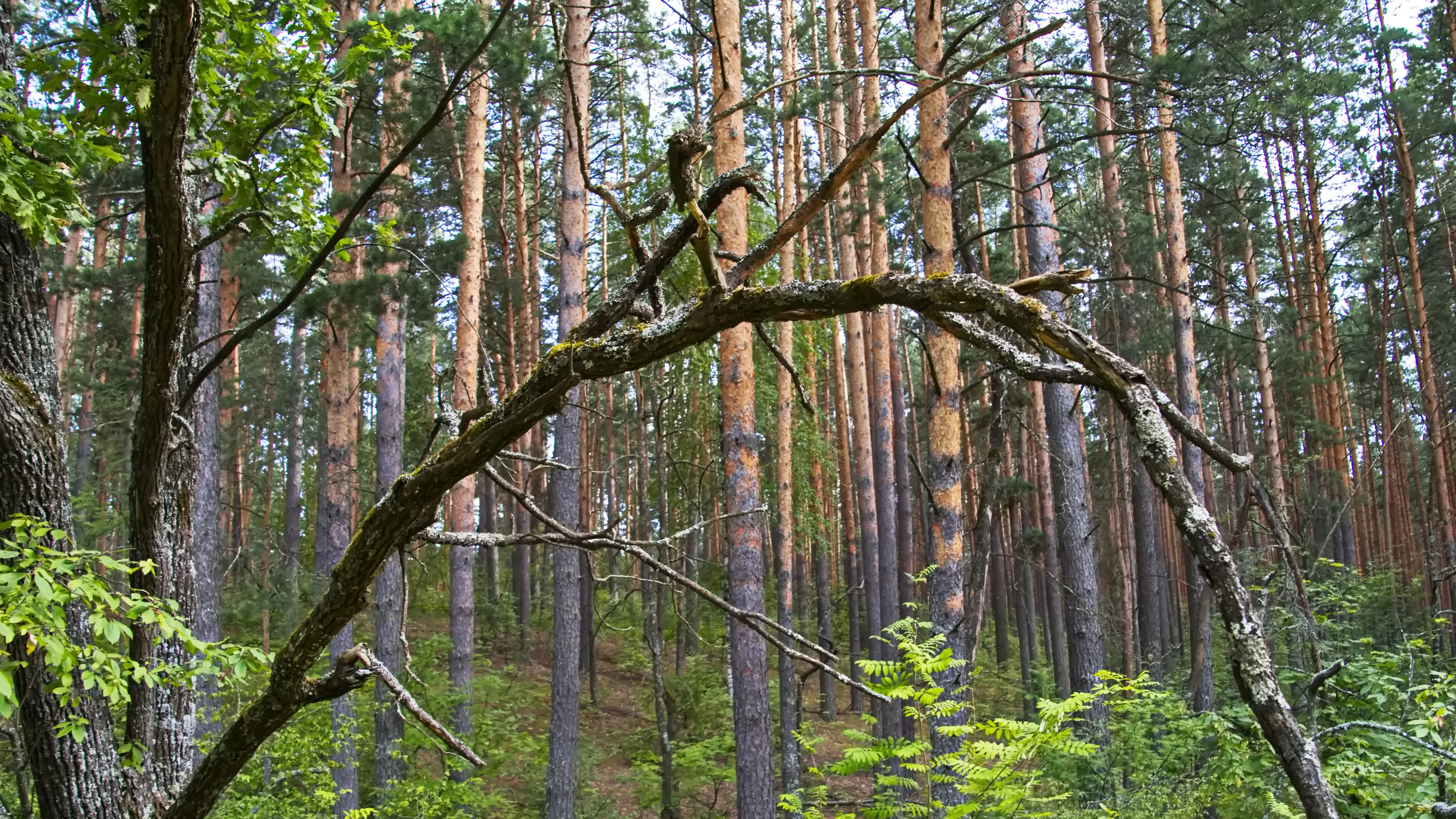 Минлесхоз Мордовии перевыполнил план по доходам