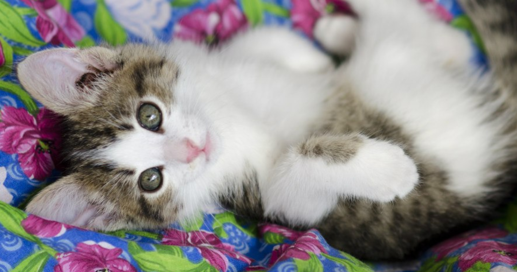 Хозяина выставки кошек в Мордовии оштрафовали за незаконное использование животных 