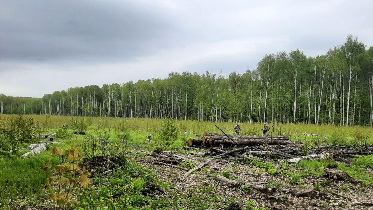 Бизнесмена из Мордовии поймали на незаконной рубке деревьев Бизнесмена из Мордовии поймали на незаконной рубке деревьев