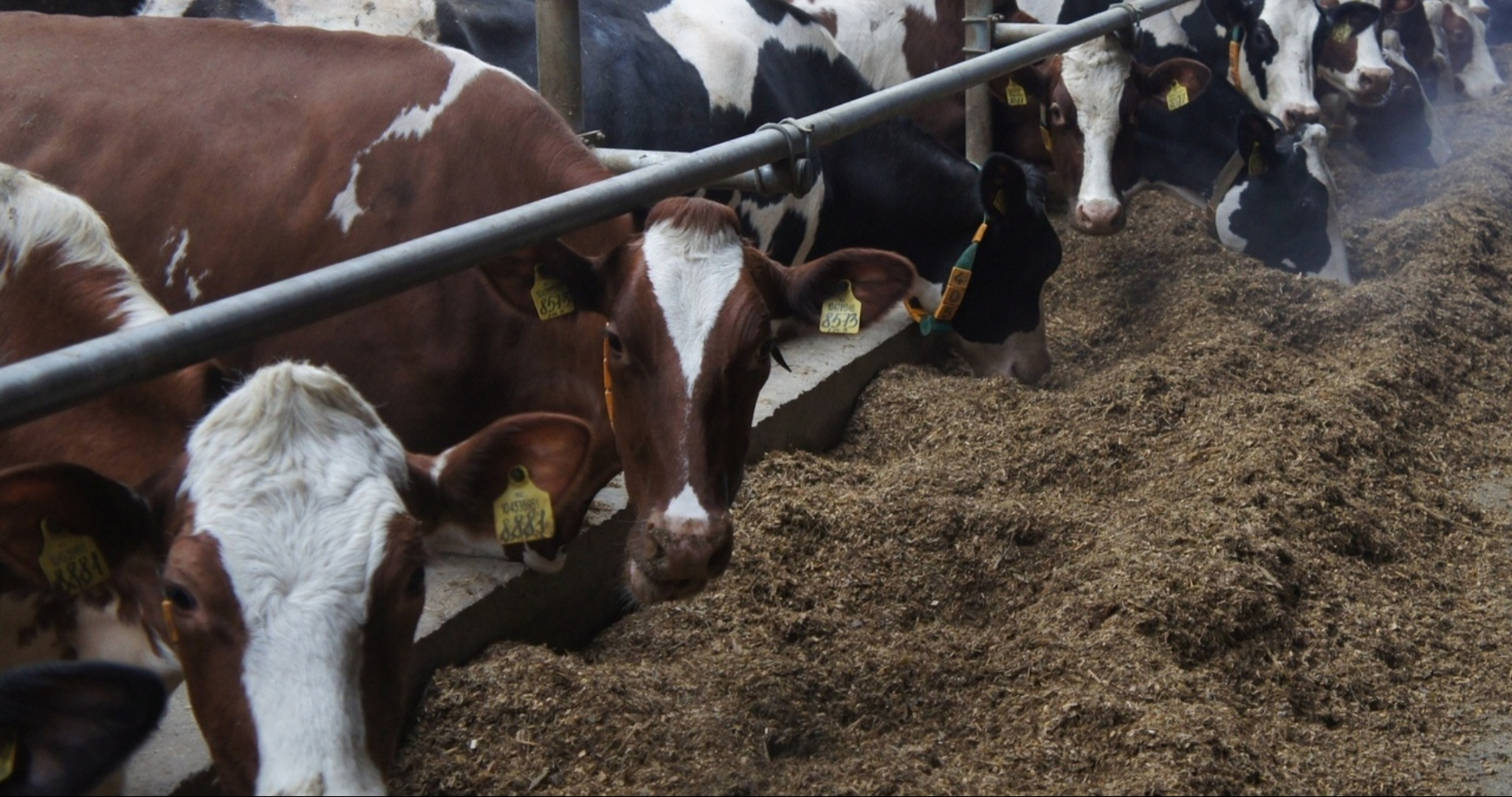 От бешенства в Мордовии защитят 80 тысяч коров 