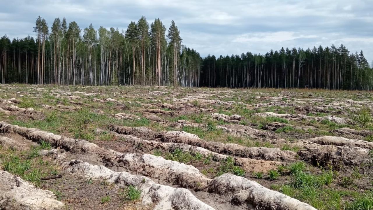 В Мордовии превысили план по созданию противопожарных полос