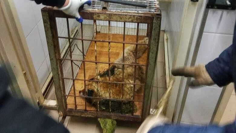 По Саранску гуляла бешеная лиса?