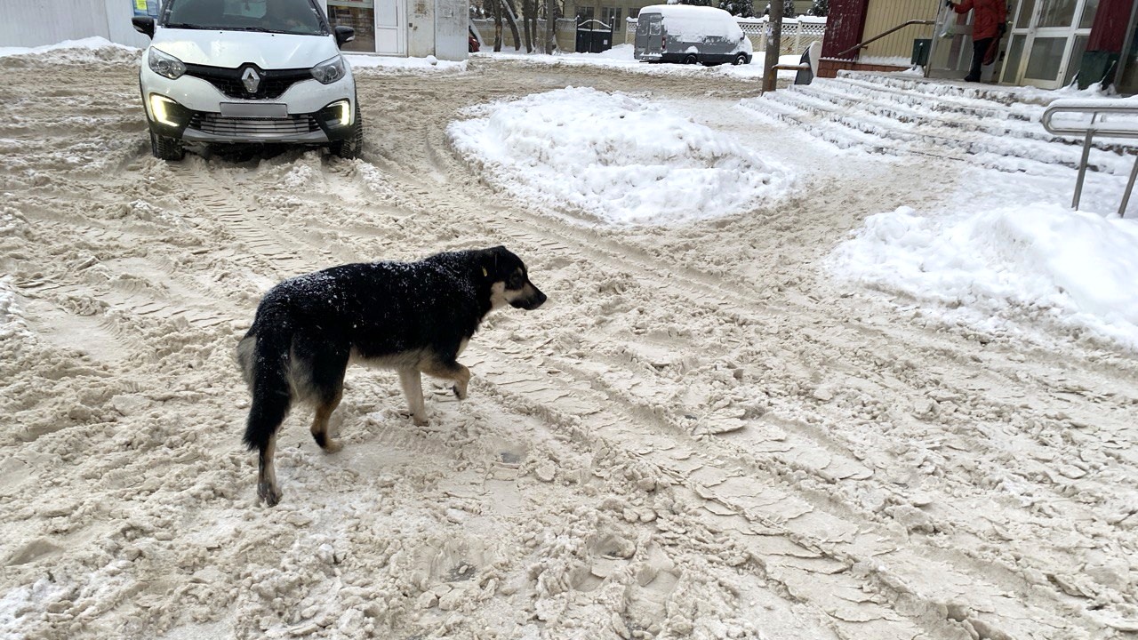 В Мордовии – сильный снег и гололедица