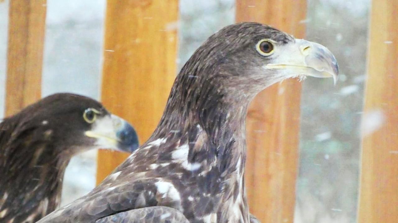 Спасённого в Мордовии орлана-белохвоста выпустили в дикую природу Спасённого в Мордовии орлана-белохвоста выпустили в дикую природу