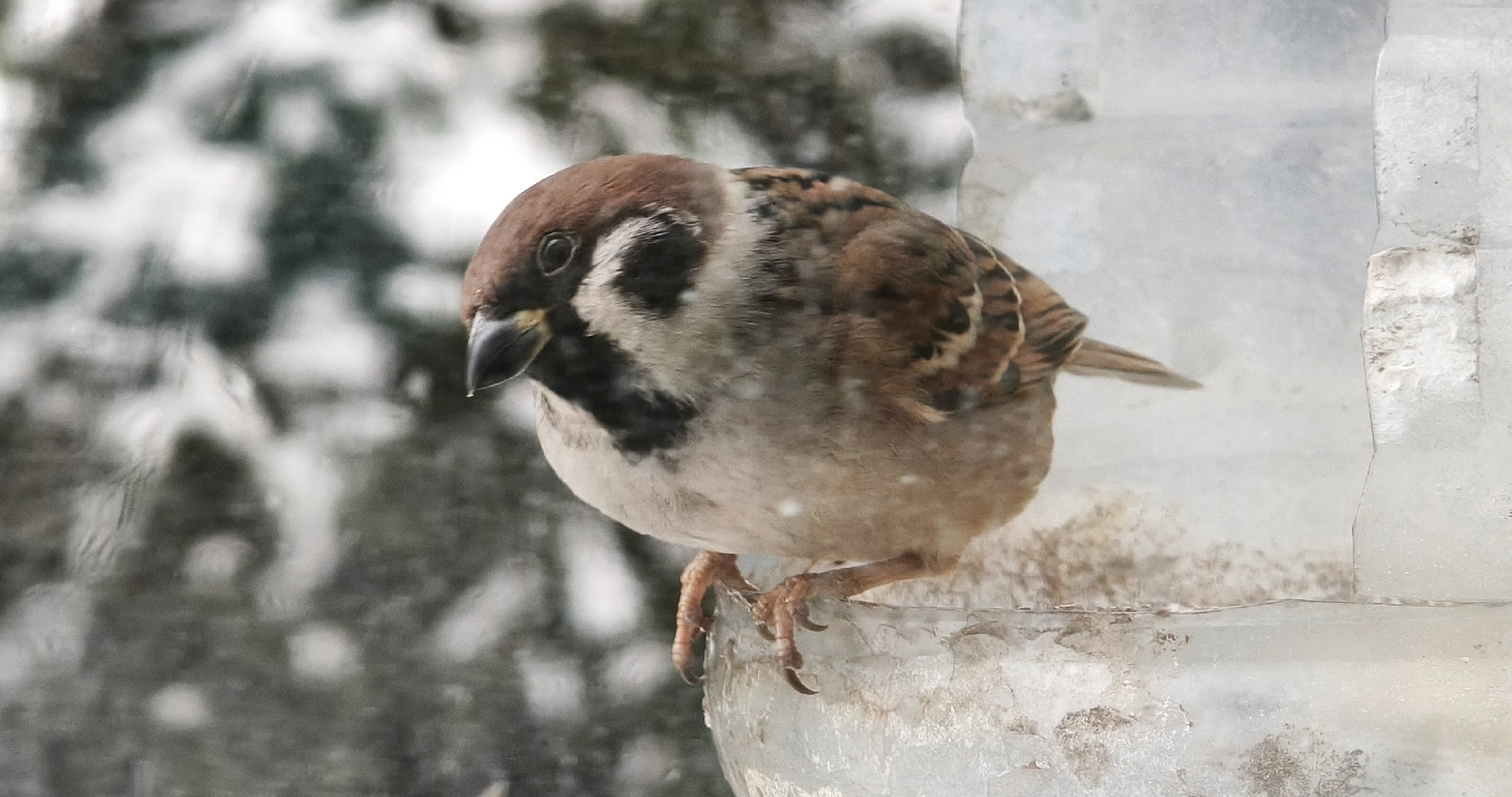 В Мордовии насчитали больше 6,5 тысяч воробьёв 