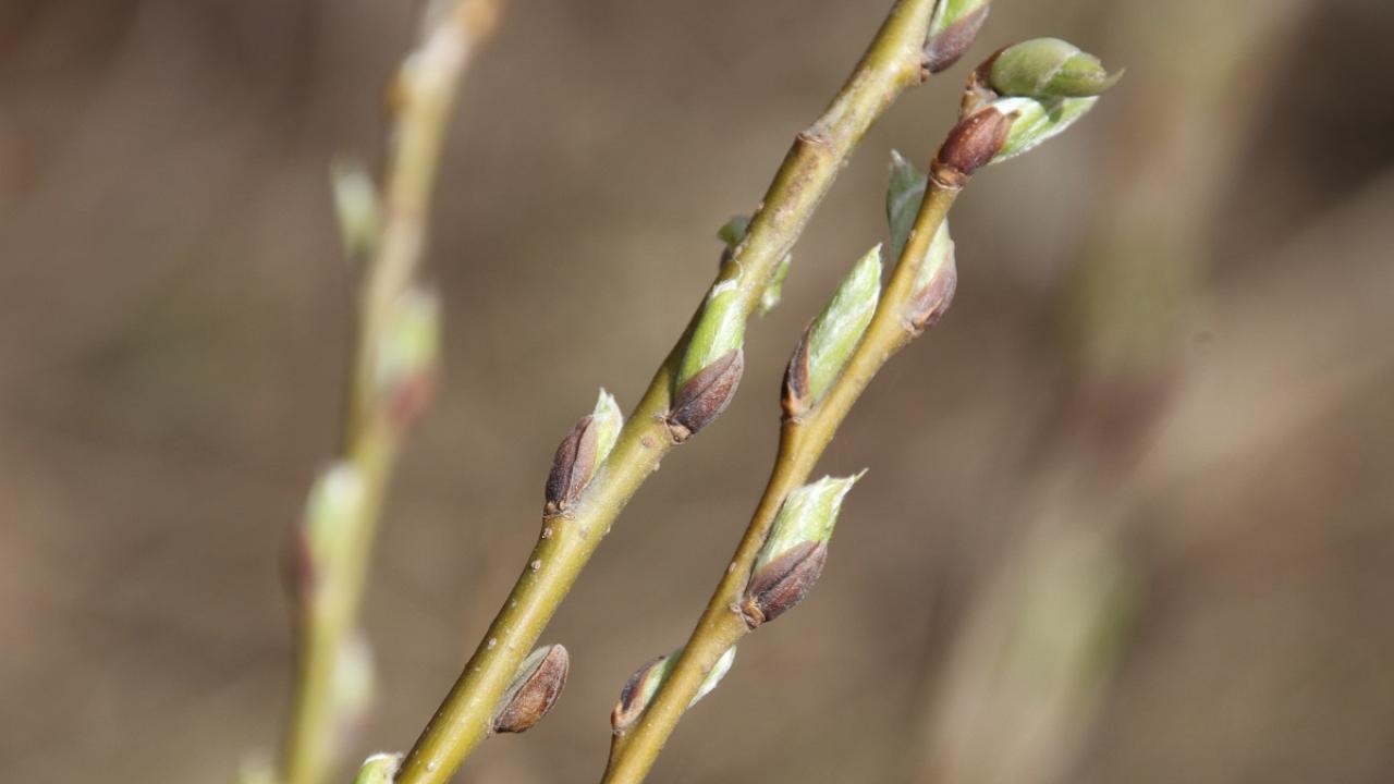 Какой будет весна в 2026 году: прогноз Гидрометцентра 