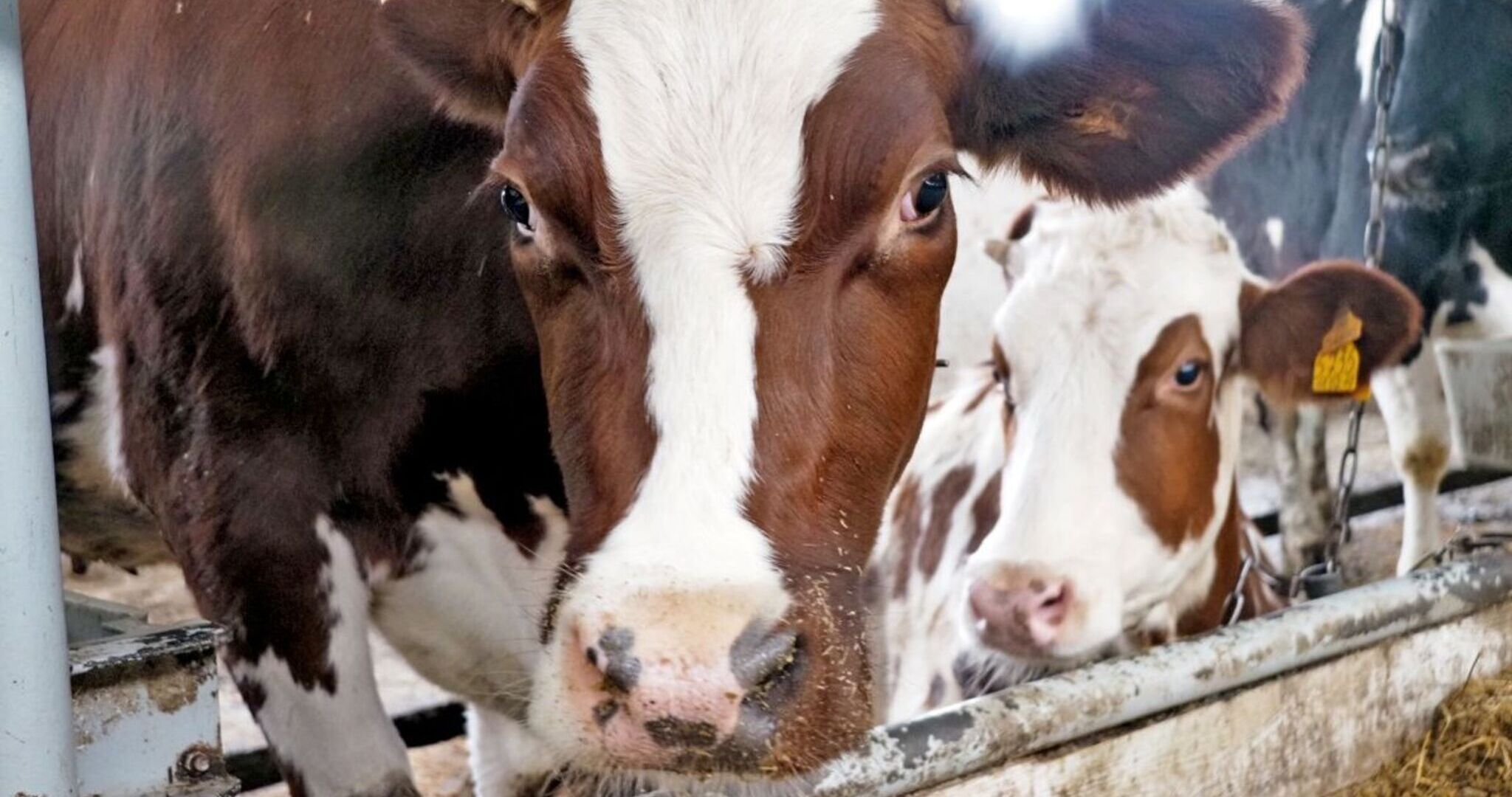 Мордовия на проверку телят получит больше 5,5 миллионов рублей 