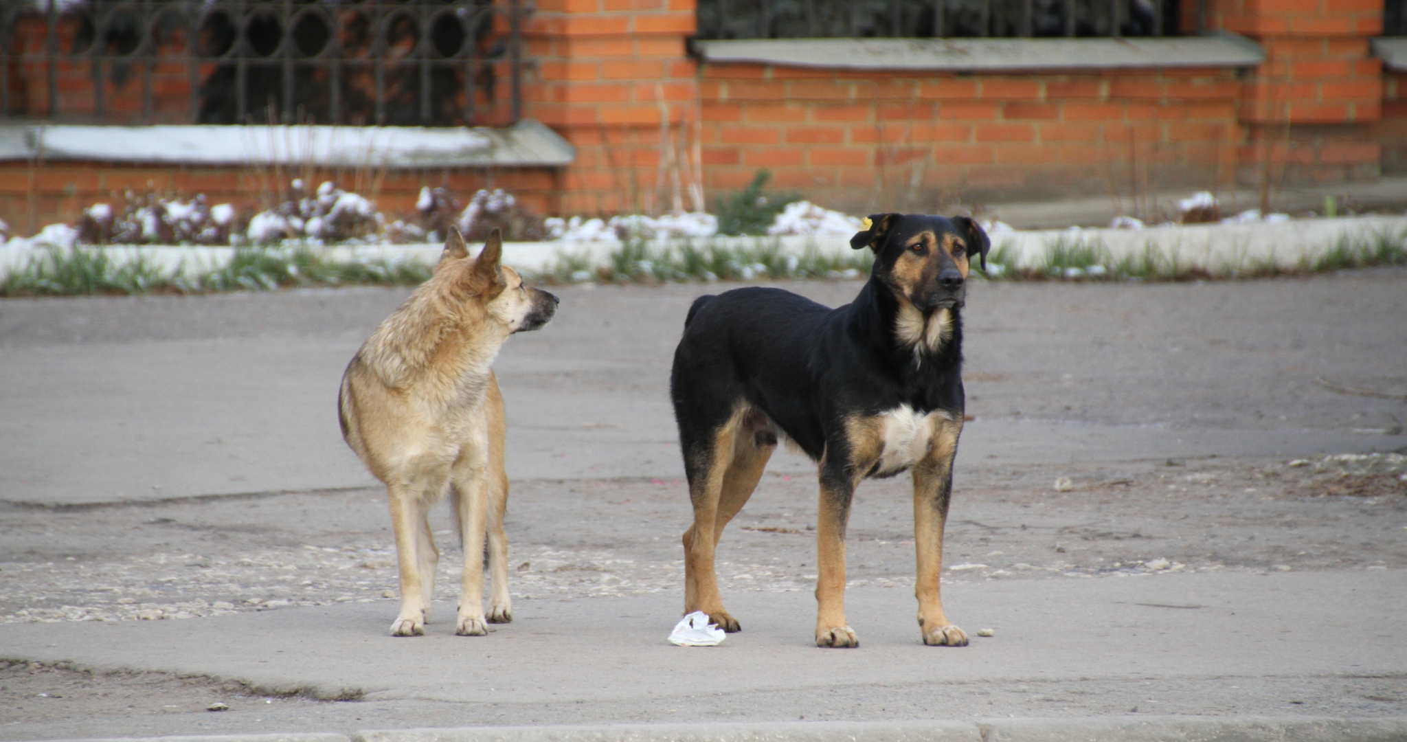 В Мордовии начался отлов бродячих собак 