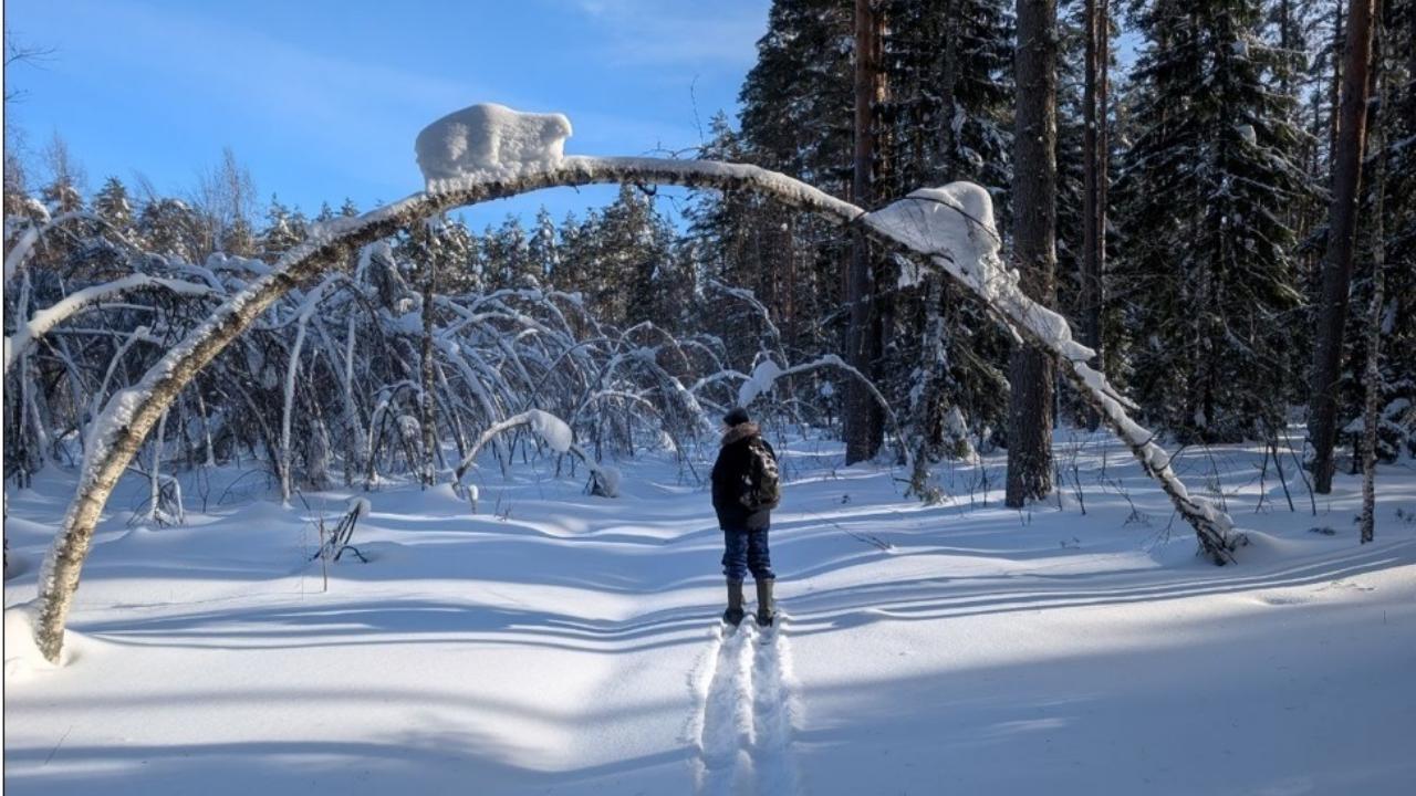 В Мордовском заповеднике в условиях аномальных снегов посчитали обитателей 