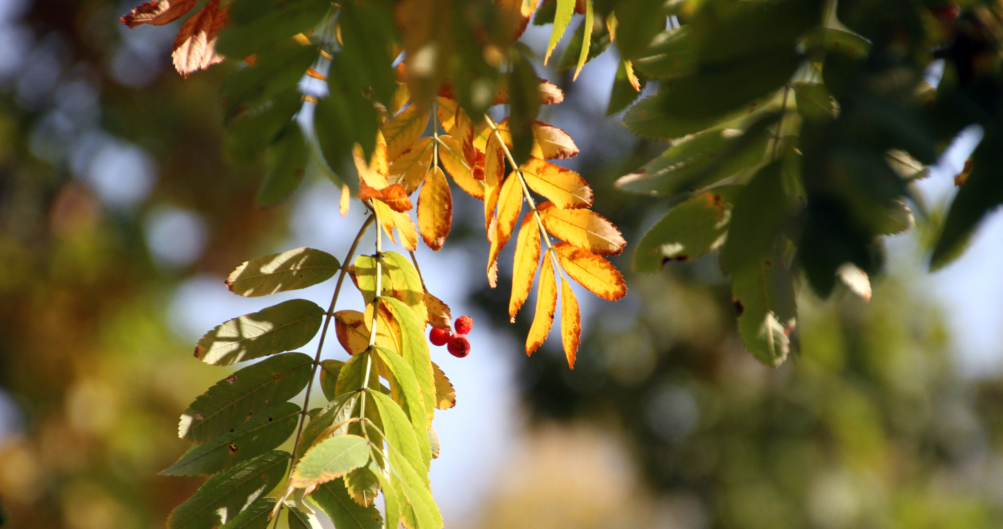 Четыре миллиона саженцев высадят в Мордовии 