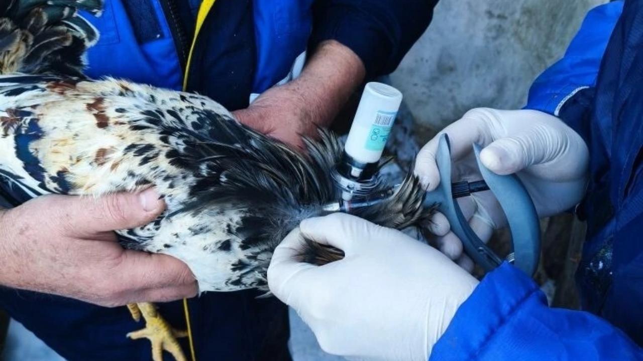 В Мордовии домашнюю птицу вакцинируют от птичьего гриппа