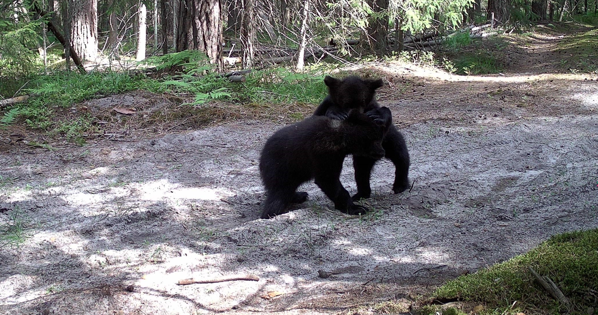 Медведи в Мордовии начали обустраивать зимовальные «гнёздышки» 