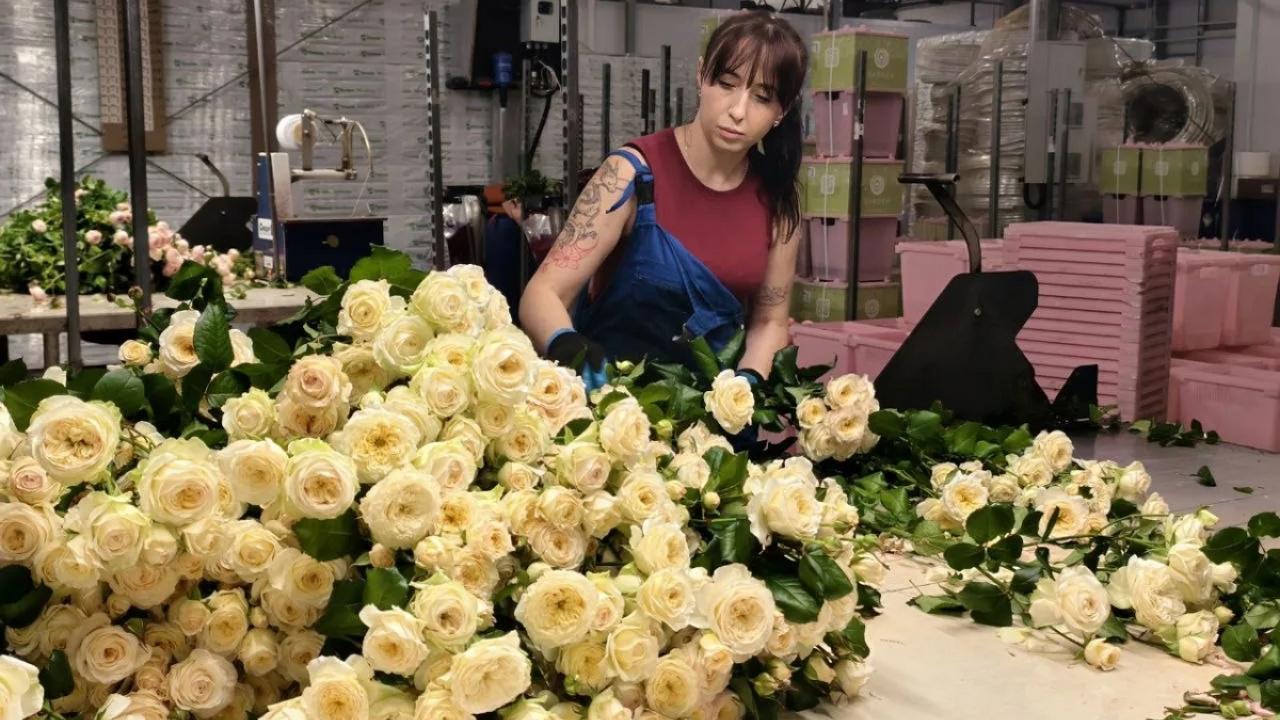 29 миллионов роз вырастили в Мордовии в минувшем году 