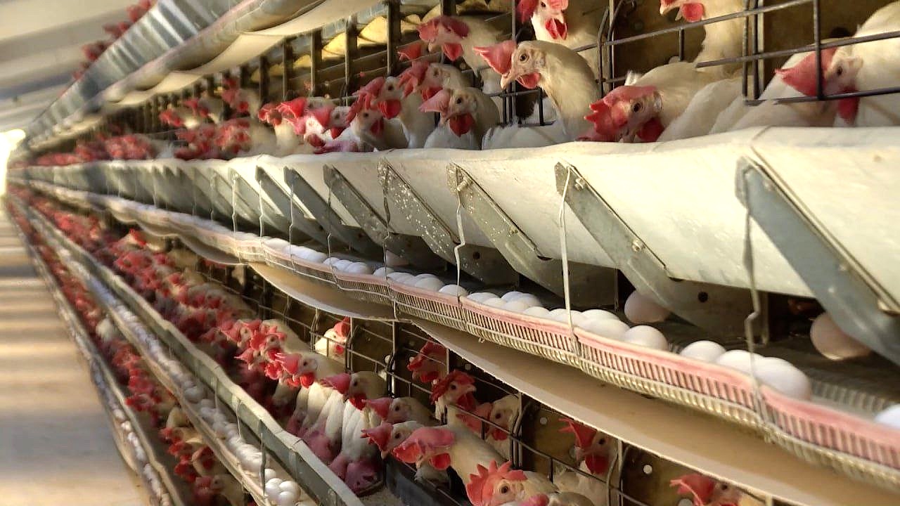 В хозяйствах Мордовии посчитали птиц