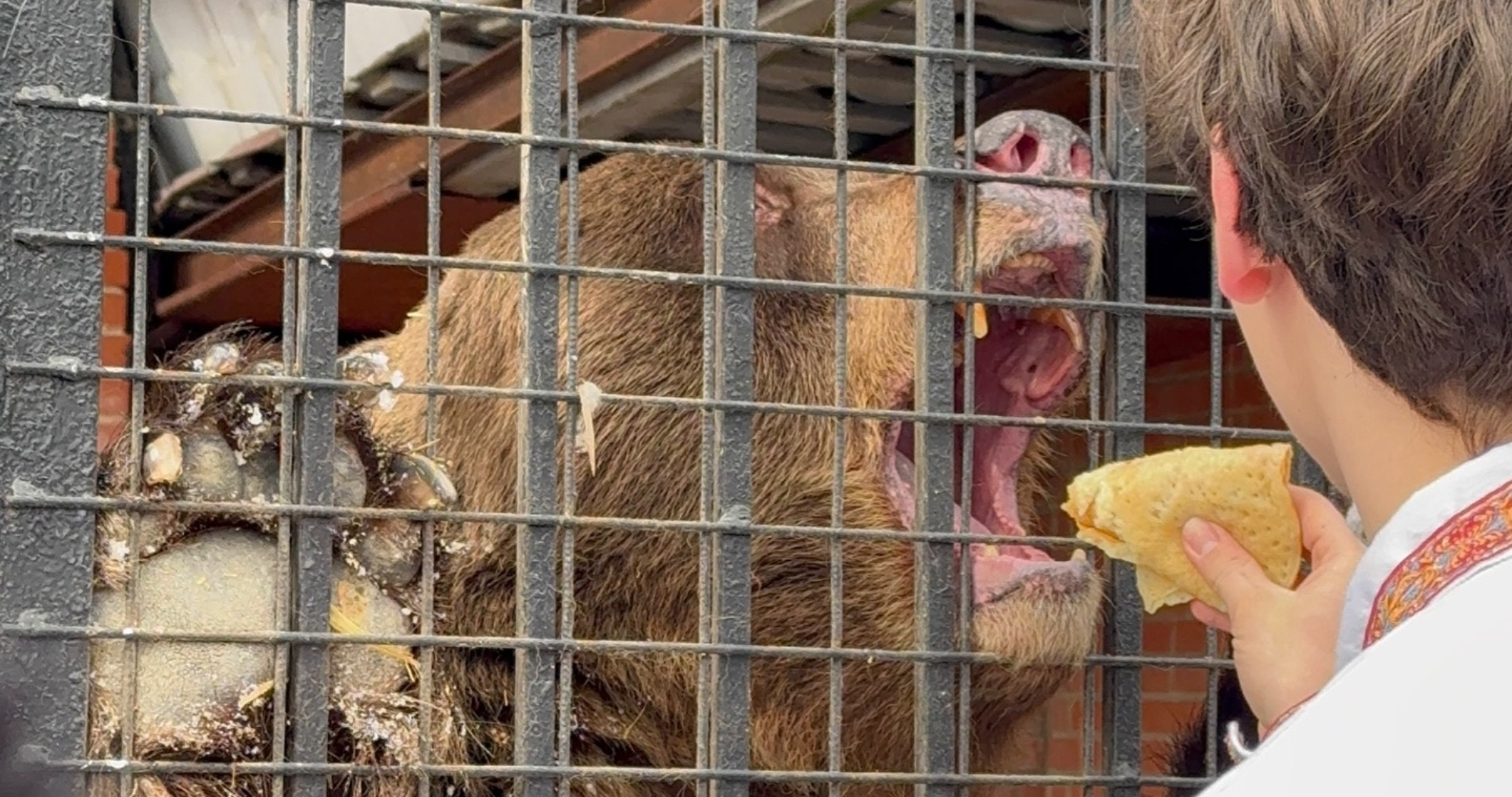 Медведя в Саранске накормят блинами 