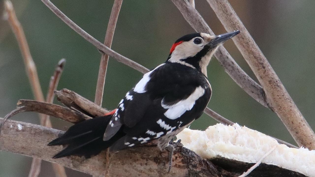 В Саранске рассказали, что любят кушать местные дятлы 