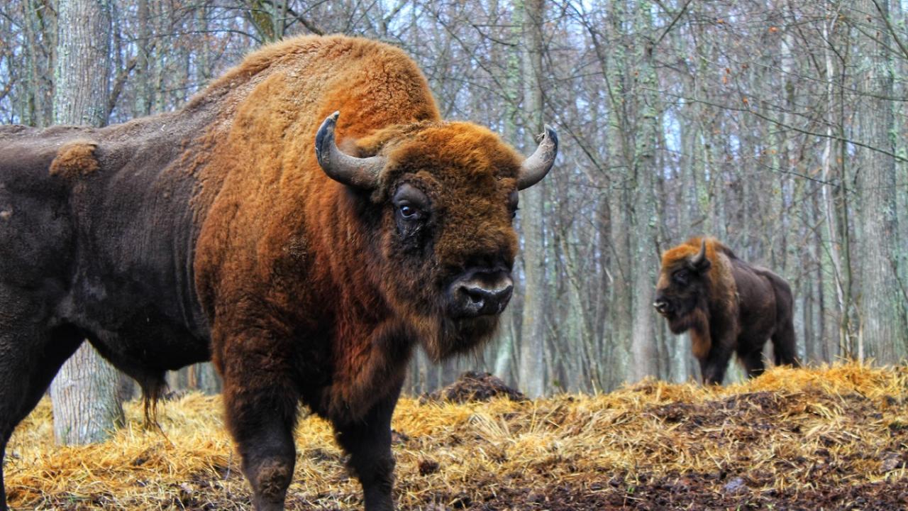 Жителей Мордовии приглашают в гости к зубрам 