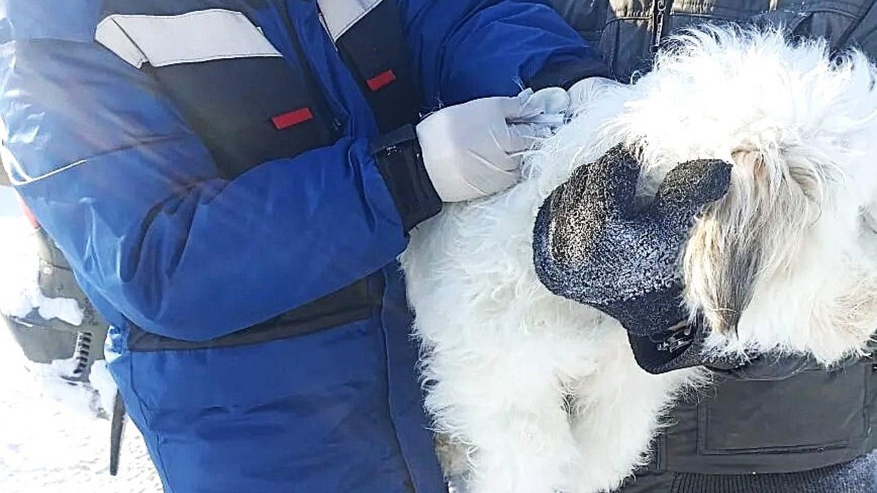В Шишкееве домашних животных привили от бешенства