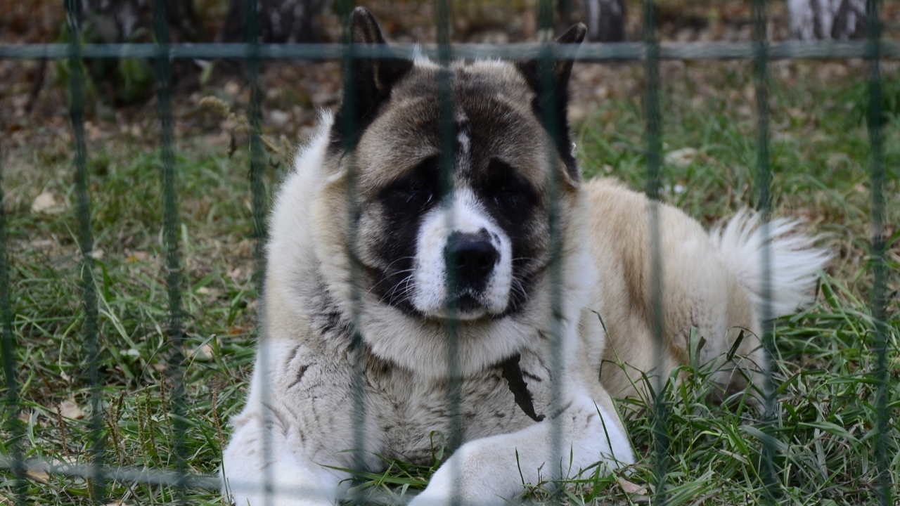 Передвижная выставка животных на самом деле оказалась контактным зоопарком 
