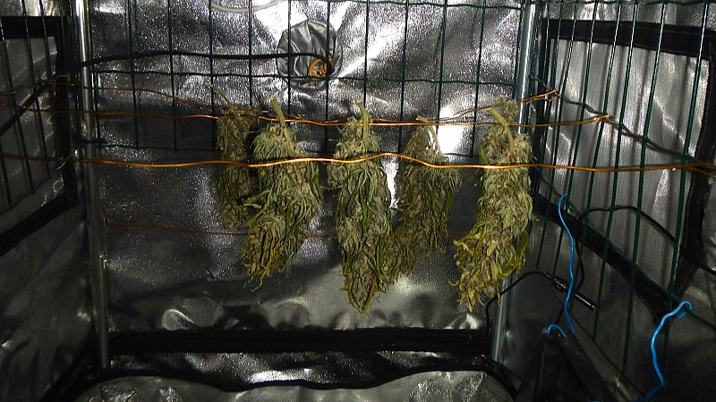 В Саранске задержали домашнего наркоагронома