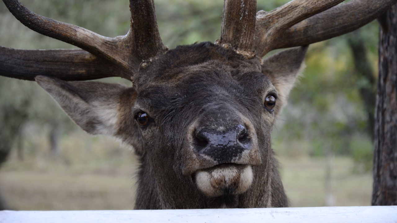 В Мордовии ищут убийц пятнистого оленя 
