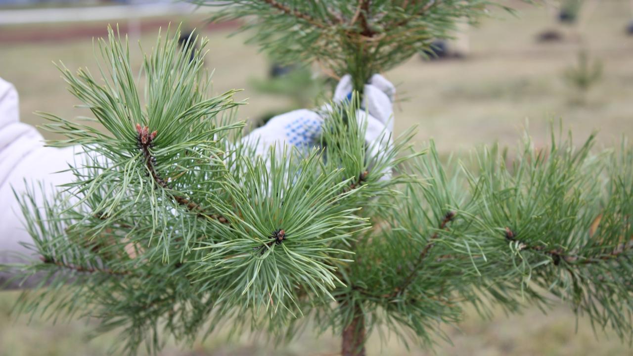 В центре Саранска появился сосновый лес 