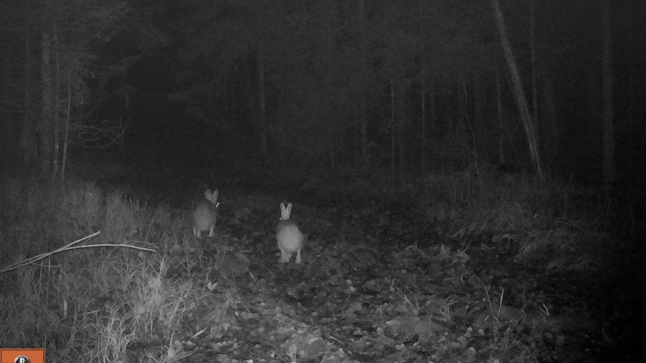 Два зайца попали в фотоловушку Мордовского заповедника 