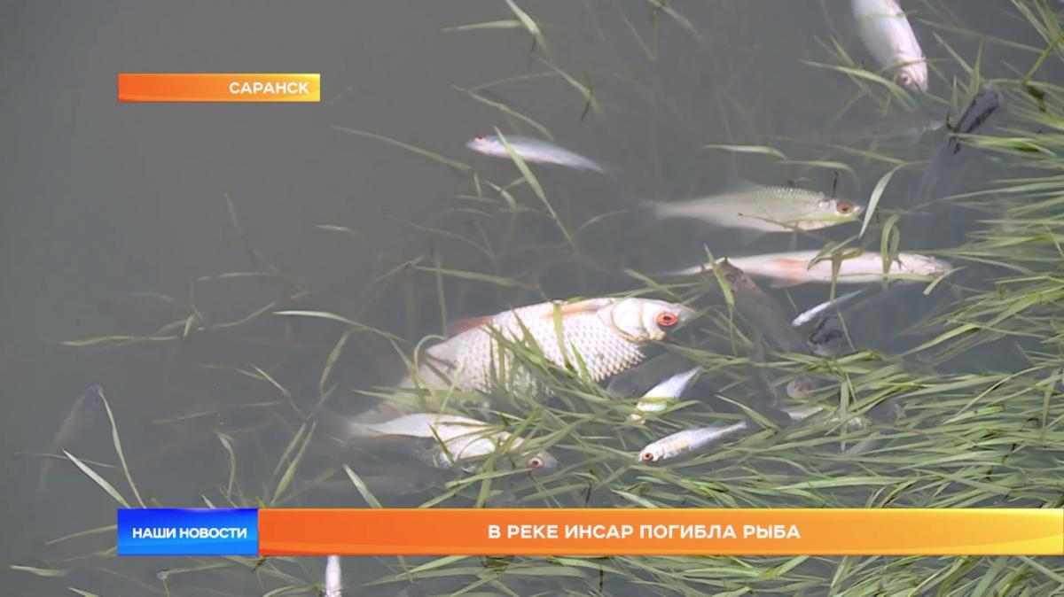Массовой гибелью рыбы в реке Инсар занялся Минлесхоз Мордовии