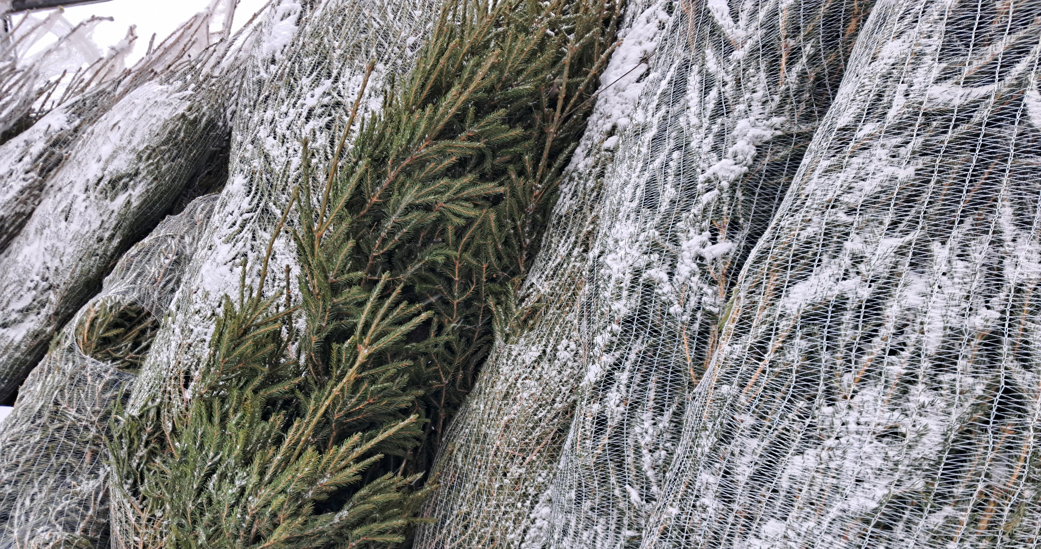 На утилизацию в Саранске сдали 4 тонны новогодних ёлок 