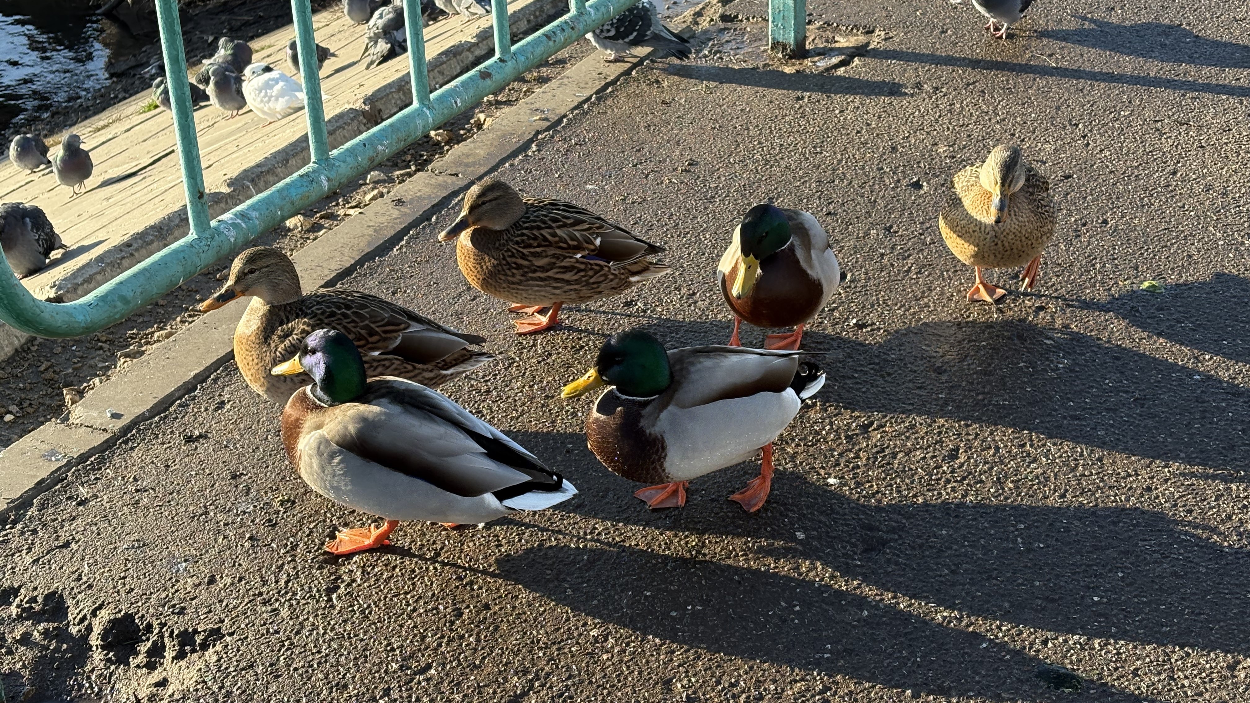 В Мордовии ноябрь 2025 года стал самым тёплым за последние 100 лет